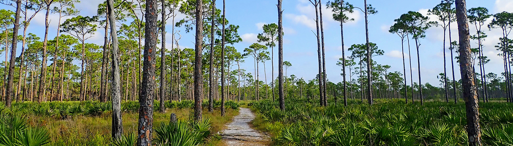 Photo of a trail through a fores area