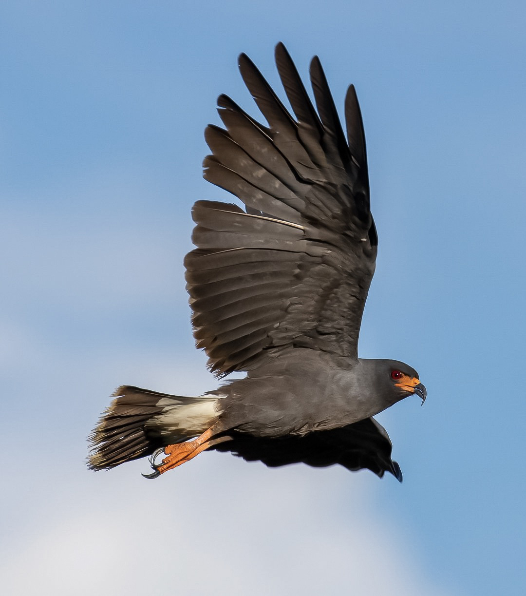 photo of a snail kite flying in a blue sky