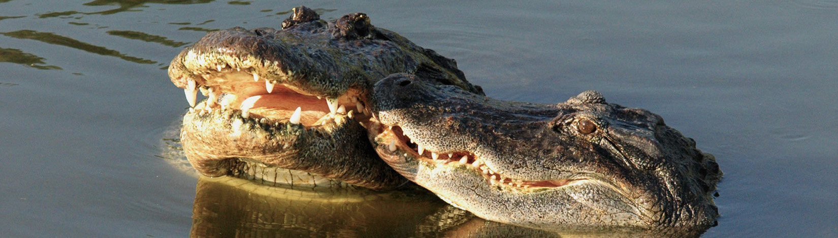 Photo of two alligator heads with noses touching